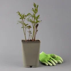 Elho || LECHUZA Verkäufe -Elho || LECHUZA Verkäufe 0320105873 paeonia duchesse de nemours container weiss gefuellt 123856