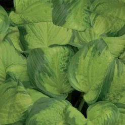 Funkie 'Stained Glass' Hellviolett, Topf-Ø 11 Cm, 3er-Set -Elho || LECHUZA Verkäufe 0320600126 Hosta Stained Glass 44355