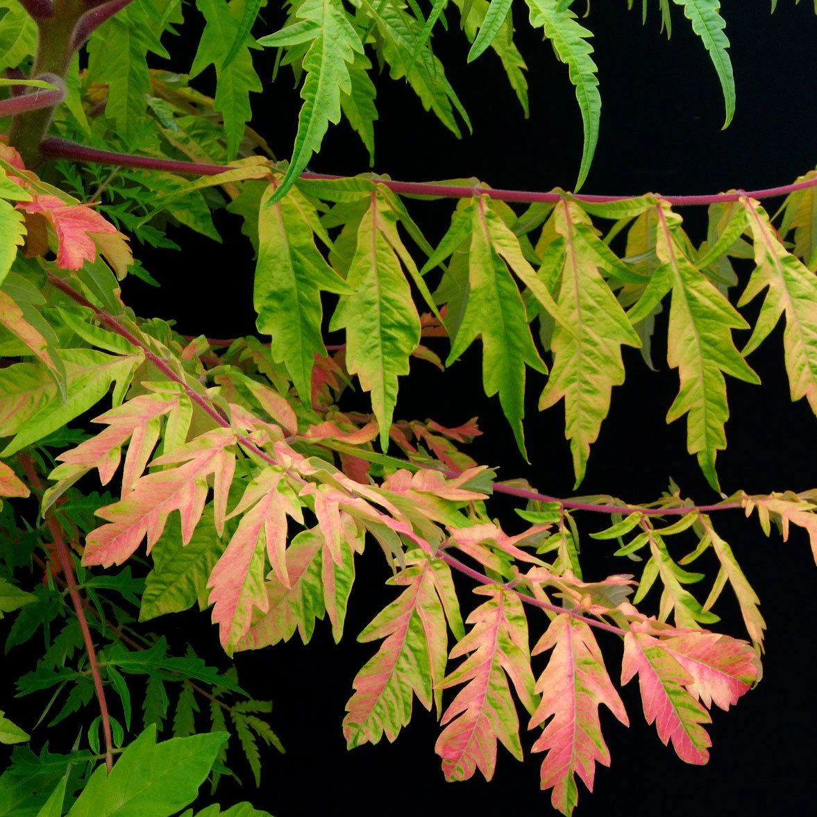 Gelbgrüner Essigbaum 'Tiger Eyes®', Rhus Typhina, Topf 5 Liter 2 Gelbgrüner Essigbaum 'Tiger Eyes®', Rhus Typhina, Topf 5 Liter – Bild 2