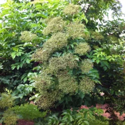 Schwarzer Holunder 'Haidegg 17', 3er-Set, Höhe 40-60 Cm, Topf 5 Liter -Elho || LECHUZA Verkäufe 0410112659 Sambucus Haidegg 3er Set 1 111723