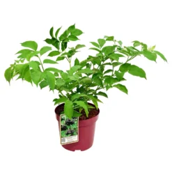 Schwarzer Holunder 'Haidegg 17', 3er-Set, Höhe 40-60 Cm, Topf 5 Liter