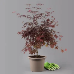 Roter Fächerahorn 'Bloodgood', Höhe 80 - 100 Cm, Topf 10 Liter