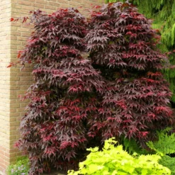 Roter Fächerahorn 'Bloodgood', Höhe 80 - 100 Cm, Topf 10 Liter -Elho || LECHUZA Verkäufe 0410301060 Acer palm Bloodgood 60cm 19er Topf 1 83828
