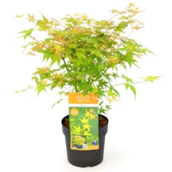 Japanischer Fächerahorn 'Katsura', Höhe 40 - 60 Cm, Topf-Ø 19 Cm 7 Japanischer Fächerahorn 'Katsura', Höhe 40 - 60 Cm, Topf-Ø 19 Cm -Elho || LECHUZA Verkäufe 0410301164 Acer palm Katsura 1 84639