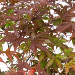 Japanischer Fächerahorn 'Atropurpureum', Höhe 80 - 100 Cm, Topf 10 Liter -Elho || LECHUZA Verkäufe 0410301211 acer atropurpureum 2 124807