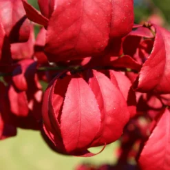 Kompaktes Pfaffenhütchen 'Compactus', 4er-Set, Topf 4 Liter -Elho || LECHUZA Verkäufe 0410360297 Euonymus alatus Compactus 4er Set 1 109241