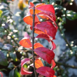 Kompaktes Pfaffenhütchen 'Compactus', 4er-Set, Topf 4 Liter -Elho || LECHUZA Verkäufe 0410360297 Euonymus alatus Compactus 4er Set 3 109240