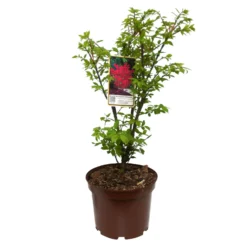 Kompaktes Pfaffenhütchen 'Compactus', 4er-Set, Topf 4 Liter -Elho || LECHUZA Verkäufe 0410360297 Euonymus alatus Compactus 4er Set 5 109258