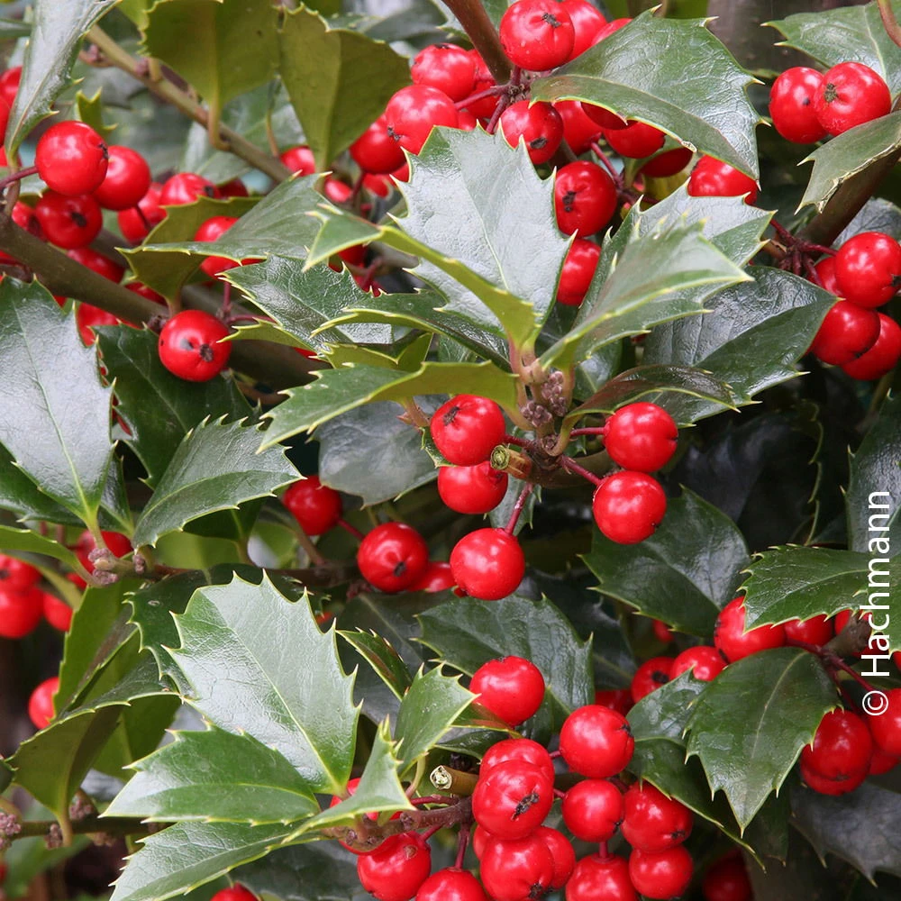 Heckenilex 'Heckenfee'®, Stechpalme, 50er-Set, Höhe 40-50 Cm, Topf 5 Liter