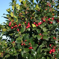 Elho || LECHUZA Verkäufe -Elho || LECHUZA Verkäufe 0410450588 Heckenilex Ilex mes Heckenfee 040 050 Co 5l Web neu 51361