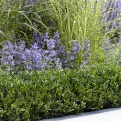 Stechpalme LUXUS® 'Hedge', 15er-Set, Höhe 10-15 Cm, Topf 1,5 Liter