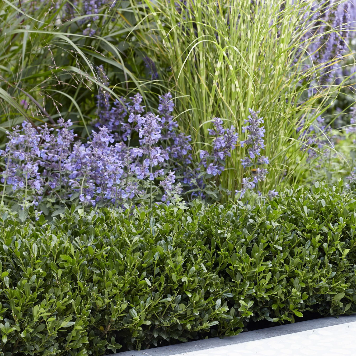 Stechpalme LUXUS® 'Hedge', 15er-Set, Höhe 10-15 Cm, Topf 1,5 Liter 1 Stechpalme LUXUS® 'Hedge', 15er-Set, Höhe 10-15 Cm, Topf 1,5 Liter