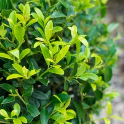 Stechpalme 'Impala®', 25er-Set, Höhe 50-60 Cm, Topf 5 Liter -Elho || LECHUZA Verkäufe 0410450790 Ilex max Impala 3 104013 1