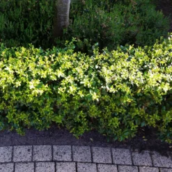 Stechpalme 'Impala®', 25er-Set, Höhe 50-60 Cm, Topf 5 Liter -Elho || LECHUZA Verkäufe 0410450790 Ilex max Impala 5 104012 1