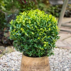 Stechpalme 'Impala®', 100er-Set, Höhe 30-40 Cm, Topf 2 Liter -Elho || LECHUZA Verkäufe 0410450795 Ilex max Impala Kugel 2 104015