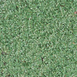 Cotoneaster Dammeri 'Streibs Findling', Topf-Ø 9 Cm, 12er-Set -Elho || LECHUZA Verkäufe 0410650140 Coton damm StreibsFindling T9 WEB 03 34140