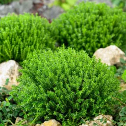 Hebe 'Green Globe', Topf-Ø 12cm, 6er-Set -Elho || LECHUZA Verkäufe 0410750294 Hebe Green Globe 12er Topf 5 55626