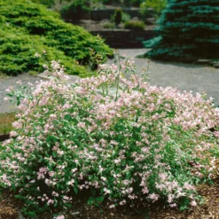 Dufthecke-Blütensträucher XL, 20er-Set, Höhe 80-100 Cm, Topf 12+20 Liter -Elho || LECHUZA Verkäufe 0410870557 Dufthecke Solitaer 20er Set 4 124845