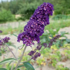 Dufthecke-Blütensträucher XL, 20er-Set, Höhe 80-100 Cm, Topf 12+20 Liter -Elho || LECHUZA Verkäufe 0410870557 Dufthecke Solitaer 20er Set 5 124846