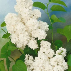 Dufthecke-Blütensträucher XL, 20er-Set, Höhe 80-100 Cm, Topf 12+20 Liter -Elho || LECHUZA Verkäufe 0410870557 Dufthecke Solitaer 20er Set 6 124847