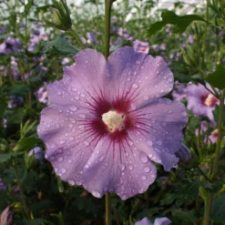 Garten-Hibiskus 'Marina', Violettblau, 40 - 60cm Hoch, Topf 5 L -Elho || LECHUZA Verkäufe 0410900546 koelle Hibiscus Marina1 74247