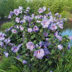 Garten-Hibiskus 'Marina', Violettblau, 40 - 60cm Hoch, Topf 5 L -Elho || LECHUZA Verkäufe 0410900546 koelle Hibiscus Marina 74248