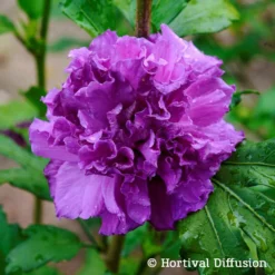 Duo Garten-Hibiskus 'French Cabaret® Pastel' Und 'French Cabaret® Purple' -Elho || LECHUZA Verkäufe 0410900551 Hibiscus syr French Cabaret Purple 75026
