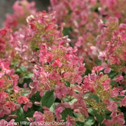 Kompakte Rispenhortensie 'Little Quick Fire'®, Weiß, Topf 5 Liter