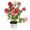 Rispenhortensie 'Fire Light'®, Rot, 3er-Set, Höhe 40-60 Cm, Topf 5 Liter