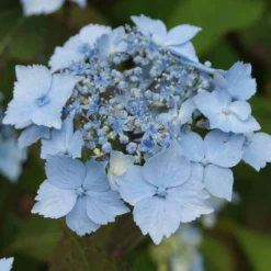 Elho || LECHUZA Verkäufe -Elho || LECHUZA Verkäufe 0415500167 Hydrangea serrata Blue Deckle Blue Bird 1 104397