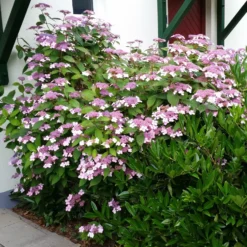 Japanische Berg-Hortensien 'Blue Deckle' & 'Blue Bird', 2er-Set, Topf 4 Liter -Elho || LECHUZA Verkäufe 0415500167 Hydrangea serrata Blue Deckle Blue Bird 2 104398