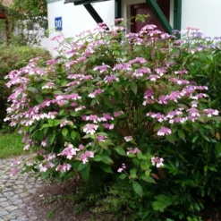 Japanische Berg-Hortensien 'Blue Deckle' & 'Blue Bird', 2er-Set, Topf 4 Liter -Elho || LECHUZA Verkäufe 0415500167 Hydrangea serrata Blue Deckle Blue Bird 3 104399