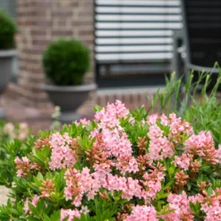 Rhododendron 'Bloombux'® Magenta, 6er-Set, Höhe 20-25 Cm, Topf 2 Liter -Elho || LECHUZA Verkäufe 0420500433 Bloombux Magenta 1 119783