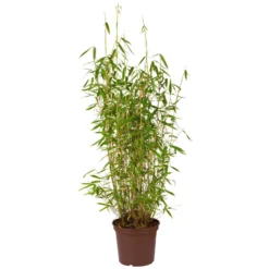 Bambus Fargesia 'Jumbo', 2er-Set, Höhe 60-80 Cm, Topf 7,5 Liter 5 Bambus Fargesia 'Jumbo', 2er-Set, Höhe 60-80 Cm, Topf 7,5 Liter -Elho || LECHUZA Verkäufe 0425100066 Gartenbambus fargesia superjumbo1 64854