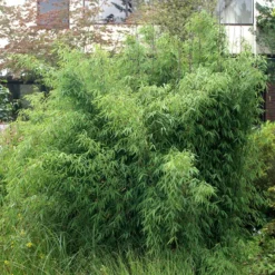 25er-Set Bambus-Hecken-Set Fargesia 'Jiuzhaigou 1', Höhe 80-100 Cm, Im 7,5 Liter Topf