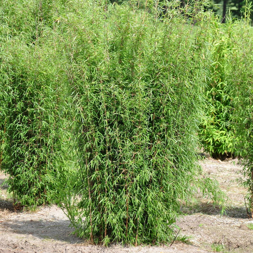 2er-Set Roter Gartenbambus 'Jiuzhaigou 1' 80/100 Cm, Im 7,5 L Topf 1 2er-Set Roter Gartenbambus 'Jiuzhaigou 1' 80/100 Cm, Im 7,5 L Topf