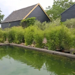 Elho || LECHUZA Verkäufe -Elho || LECHUZA Verkäufe 0425100336 0425100337 0425100338 0425100339 0425100340 0425100341 0425100342 Fargesia Hybr Obelisk 1 104907 3