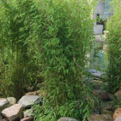 Aufrechter Gartenbambus 'Obelisk'(S), 25er-Set, Topf 10 Liter