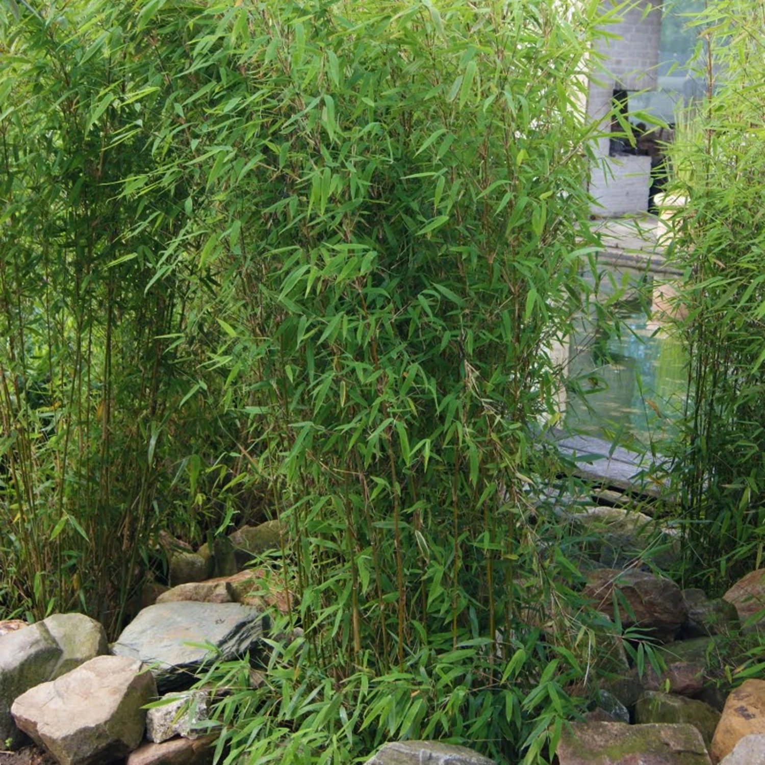 Aufrechter Gartenbambus 'Obelisk'(S), 10er-Set, Topf 20 Liter 1 Aufrechter Gartenbambus 'Obelisk'(S), 10er-Set, Topf 20 Liter