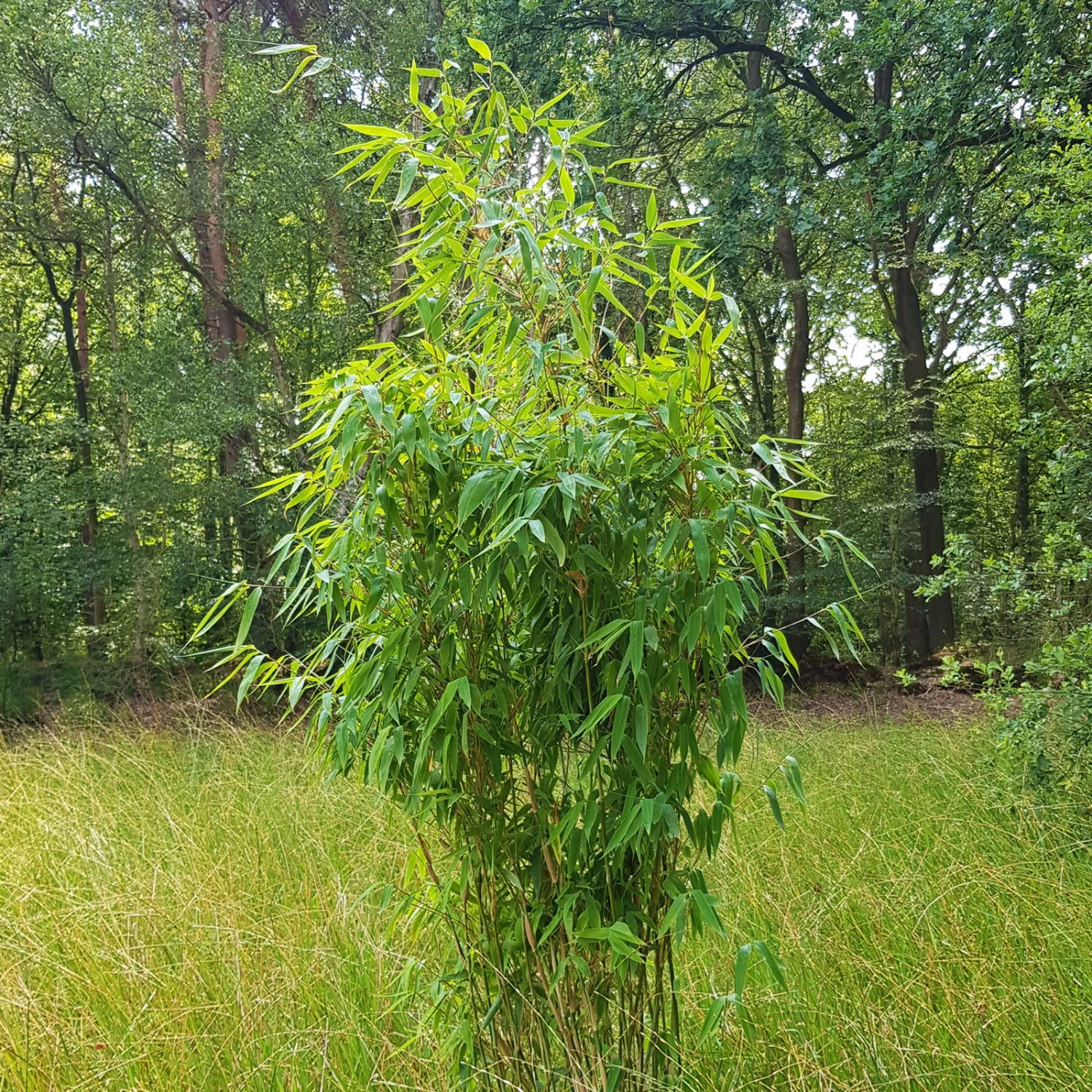 Elfenbein-Bambus 'Ivory Ibis'® (Japo 55' EU-S), 10er-Set, Höhe 100-125 Cm 3 Elfenbein-Bambus 'Ivory Ibis'® (Japo 55' EU-S), 10er-Set, Höhe 100-125 Cm – Bild 3