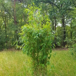 Elfenbein-Bambus 'Ivory Ibis'® (Japo 55' EU-S), 10er-Set, Höhe 80-100 Cm -Elho || LECHUZA Verkäufe 0425100383 0425100384 Fargesia Ivory Ibis 080100 WEB 2 94511