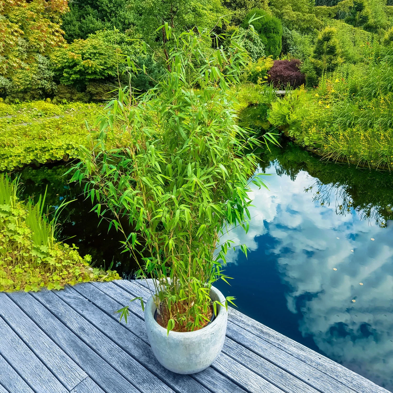 Elfenbein-Bambus 'Ivory Ibis'® (Japo 55' EU-S), 10er-Set, Höhe 100-125 Cm 1 Elfenbein-Bambus 'Ivory Ibis'® (Japo 55' EU-S), 10er-Set, Höhe 100-125 Cm