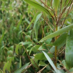 Elfenbein-Bambus 'Ivory Ibis'® (Japo 55' EU-S), 10er-Set, Höhe 80-100 Cm -Elho || LECHUZA Verkäufe 0425100383 0425100384 Fargesia Ivory Ibis 080100 WEB 4 94514