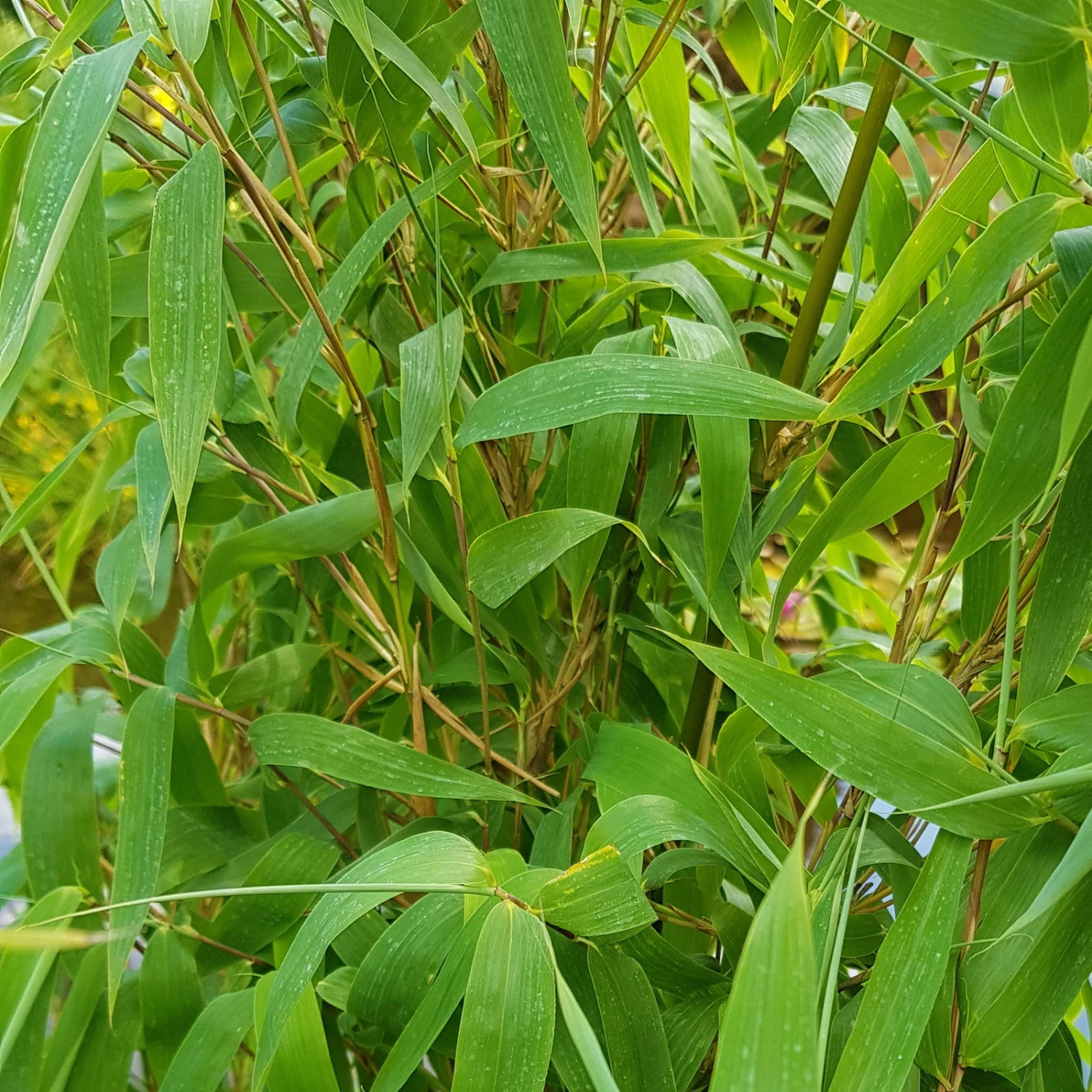 Elfenbein-Bambus 'Ivory Ibis'® (Japo 55' EU-S), 10er-Set, Höhe 100-125 Cm 2 Elfenbein-Bambus 'Ivory Ibis'® (Japo 55' EU-S), 10er-Set, Höhe 100-125 Cm – Bild 2