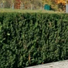 Heckeneibe Taxus Baccata 'Westerstede', 5er-Set, Höhe 30-40 Cm, Topf 3 Liter