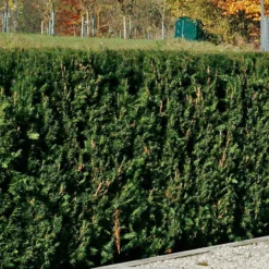 Heckeneibe Taxus Baccata 'Westerstede', 100er-Set, Höhe 30/40 Cm, Topf 3 Liter