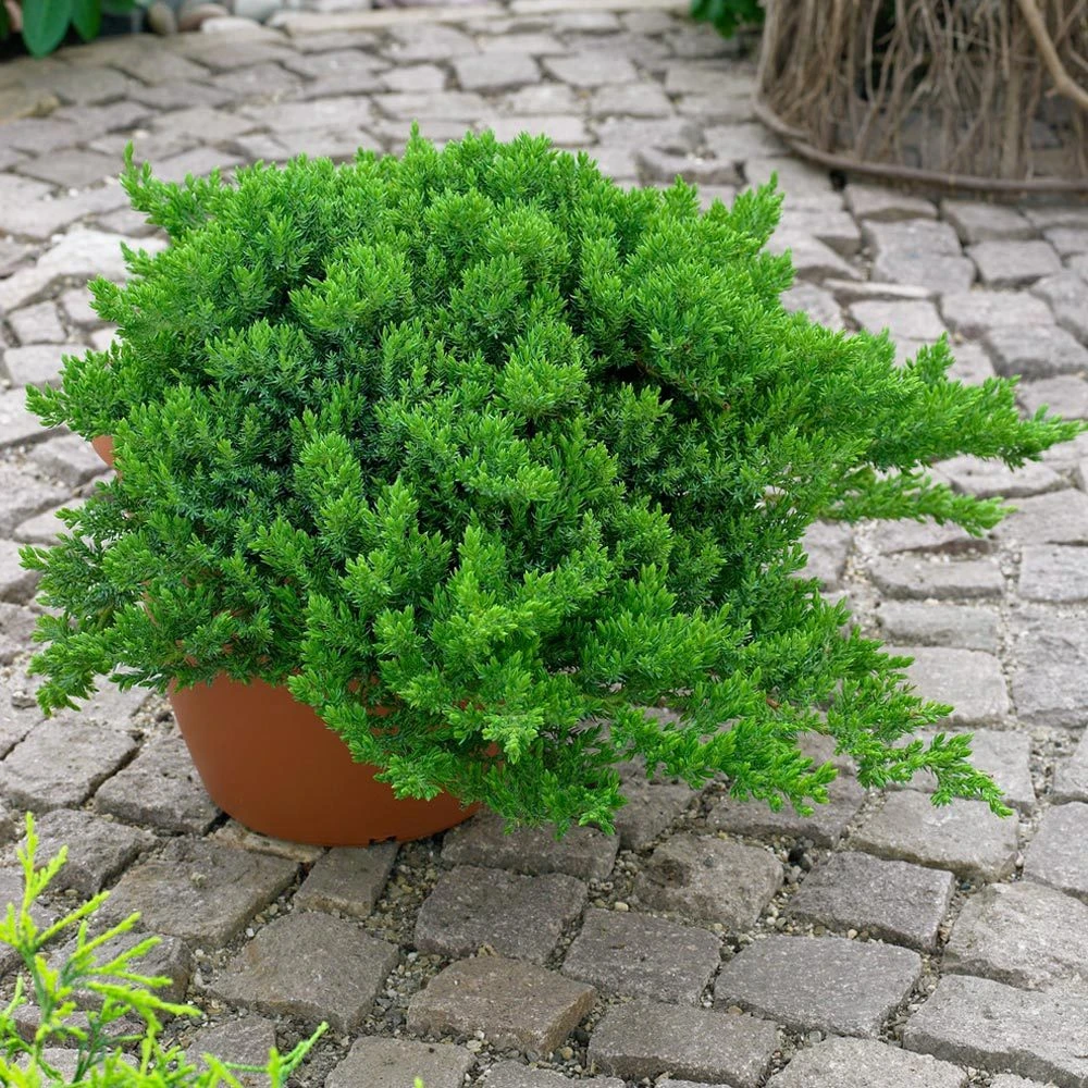 Japanischer Kriechwacholder 'Nana', 10er-Set, Höhe 20-30 Cm, Topf 2 Liter 1 Japanischer Kriechwacholder 'Nana', 10er-Set, Höhe 20-30 Cm, Topf 2 Liter