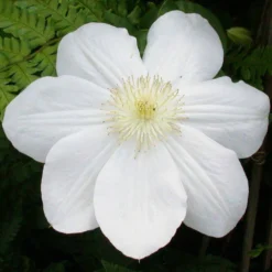 Clematis 'Madame Le Coultre', 2er-Set, Weiß, Höhe 60-80cm, Topf 2 Liter