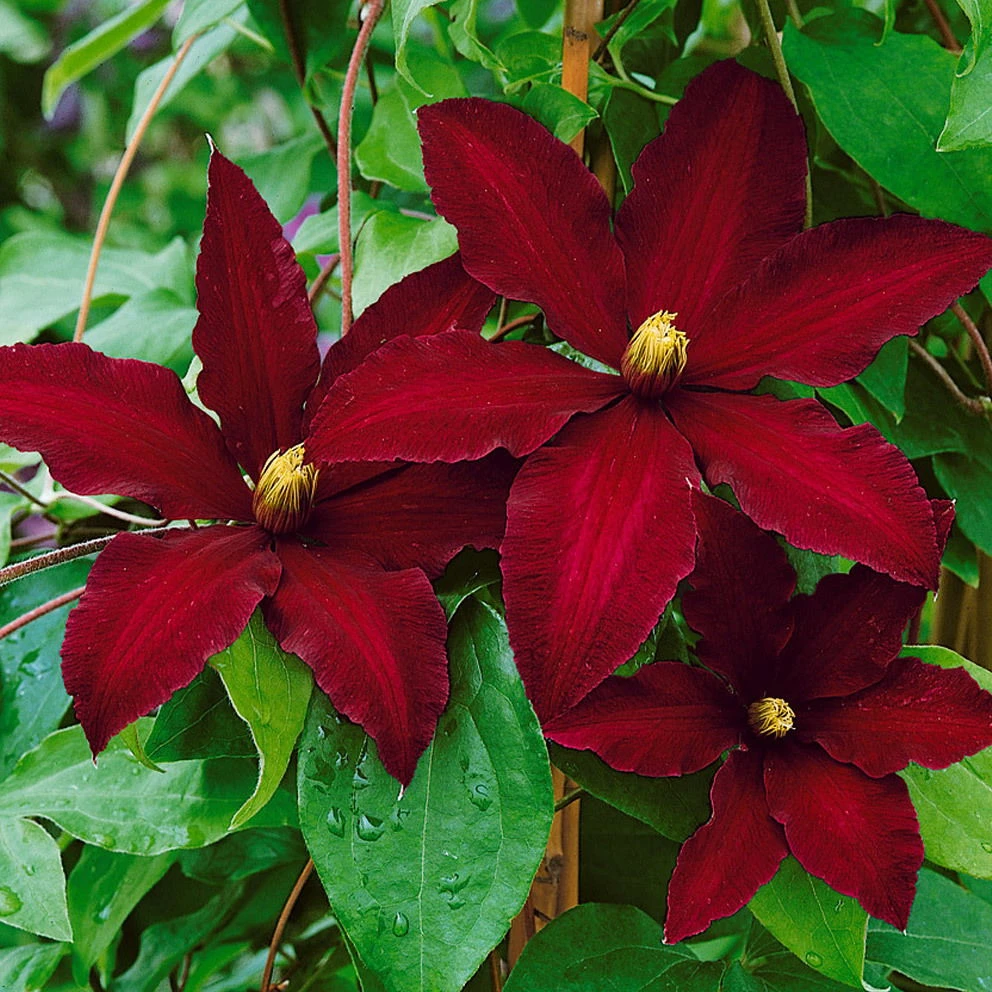 Clematis 'Niobe', 2er-Set, Rot, Höhe 60-80 Cm, Topf 2 Liter 1 Clematis 'Niobe', 2er-Set, Rot, Höhe 60-80 Cm, Topf 2 Liter