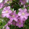Großblumige Waldrebe Clematis 'Comtesse De Bouchaud' Rosa, Topf 2 Liter, 2er-Set